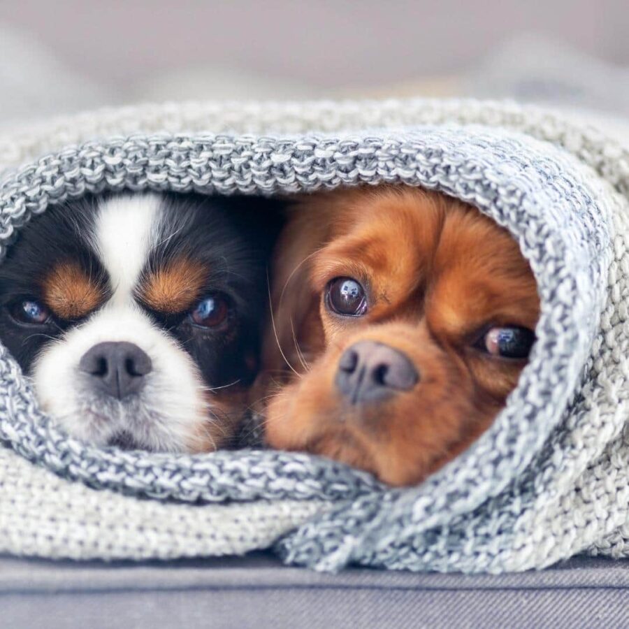 two-small-dogs-wrapped in blanket