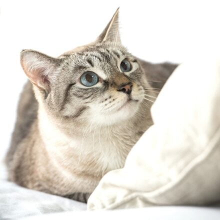 cat-on-white-pillow