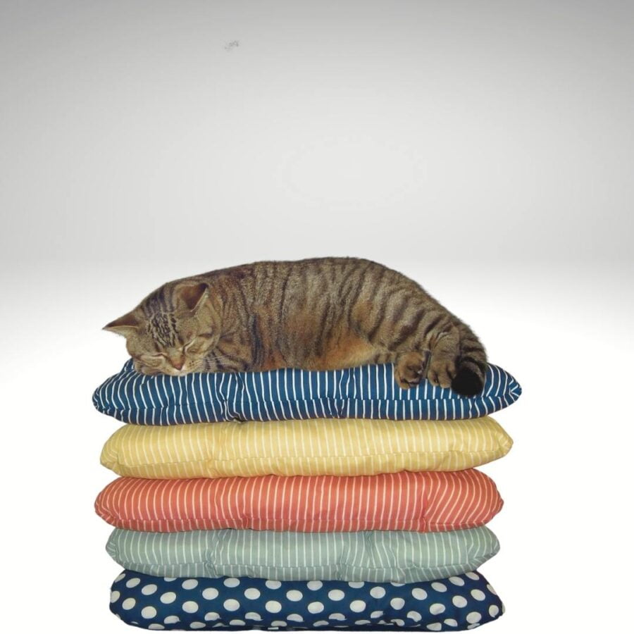tabby-cat lying on top of 5 cushions