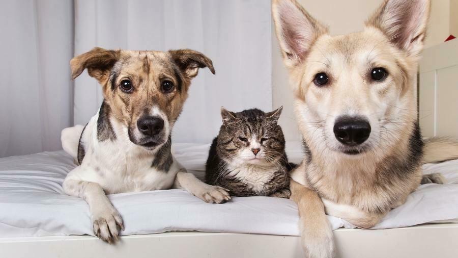 cat-between-two-dogs-on-bed