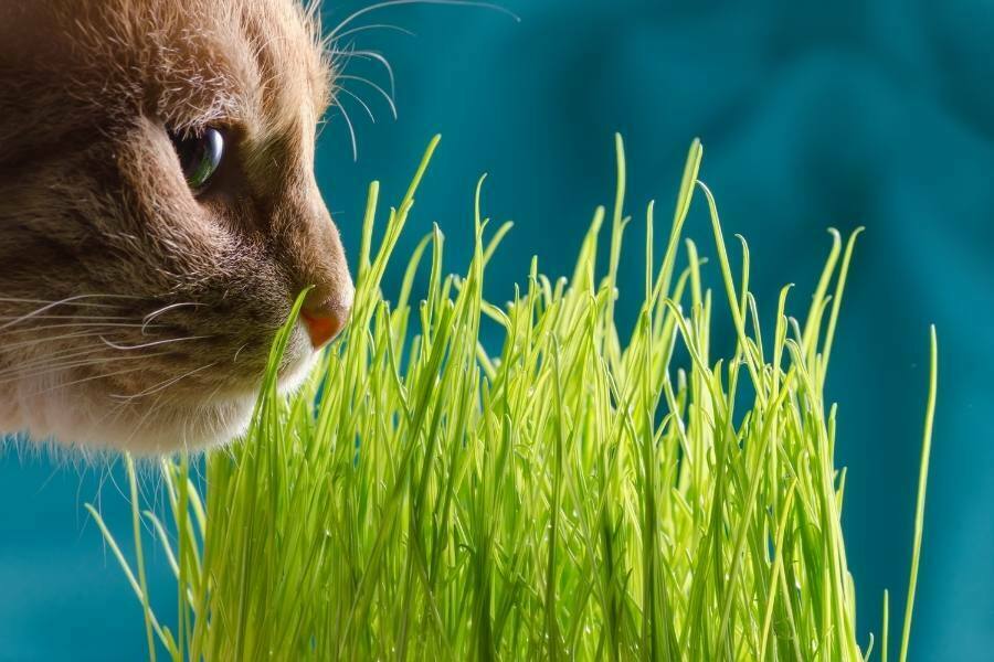 cat-sideview-grass