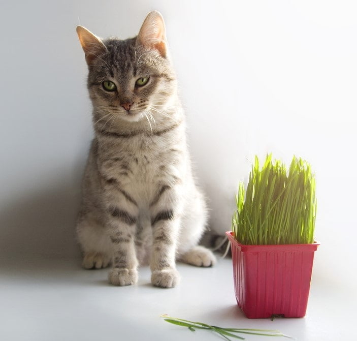silver-tabby-cat-beside-pink-pot-cat-grass