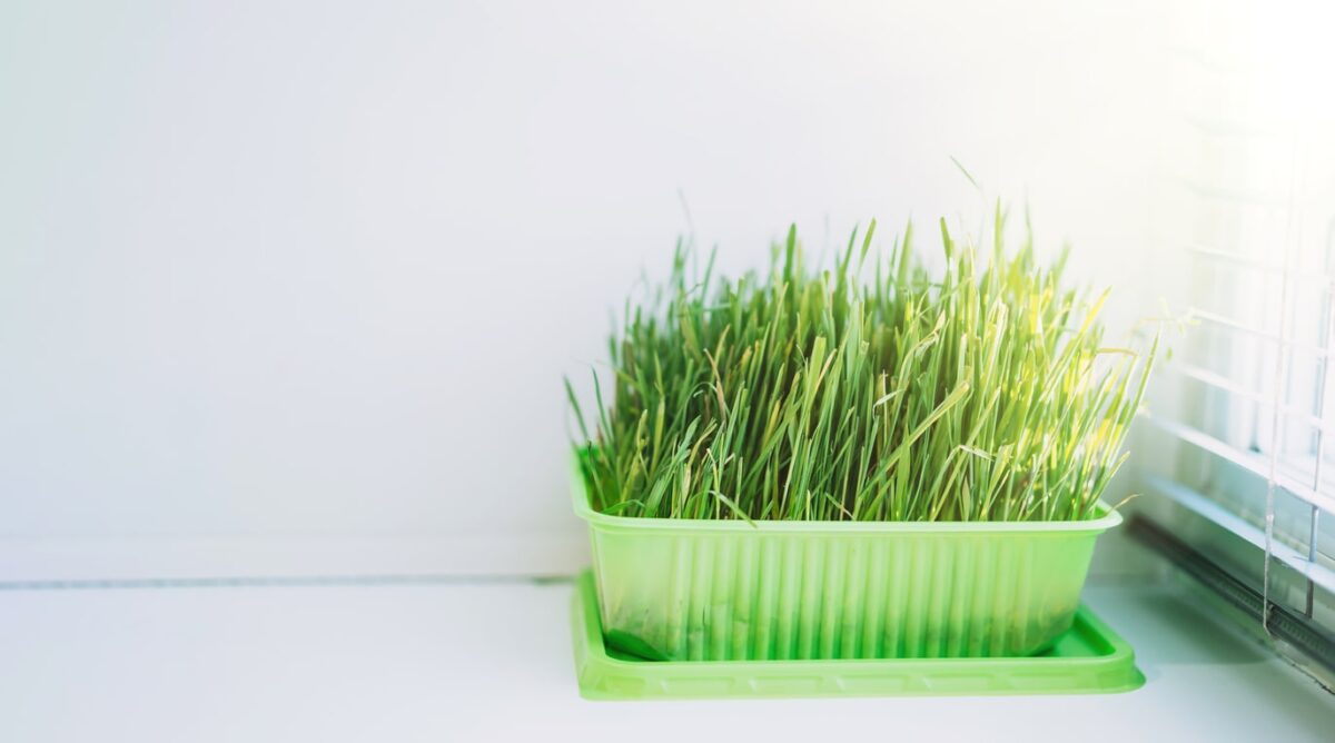 cat-grass-green-plastic-tub-by-window