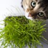 cat-looks-up-from-pot-of-grass