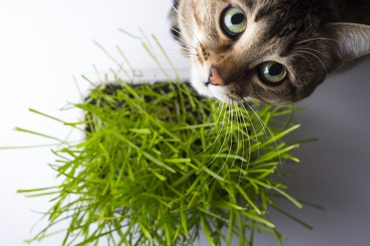 cat-looks-up-from-pot-of-grass