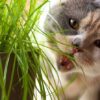 cat--munching-grass