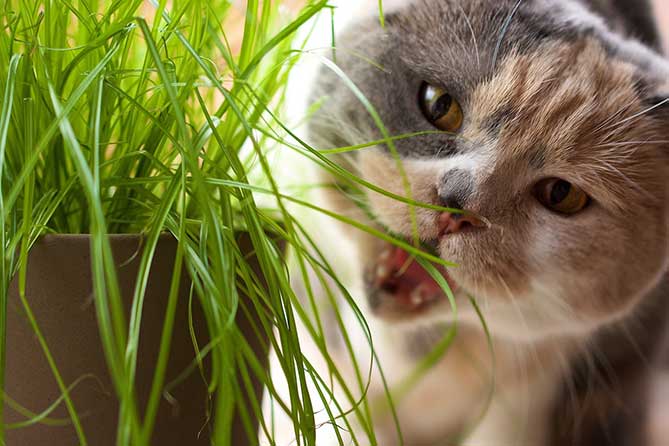 cat-munching-grass