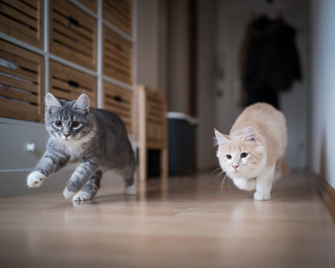 two-kittens-playing-indoor-home-hardwood-floor