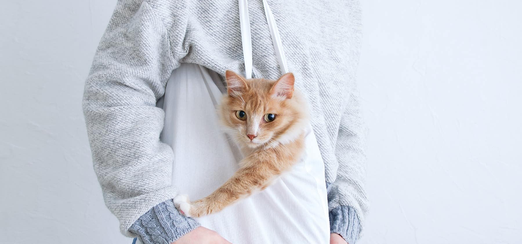 cat-carried-in-cloth-bag