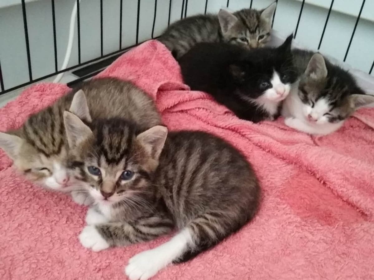 5-kittens-in-a-crate