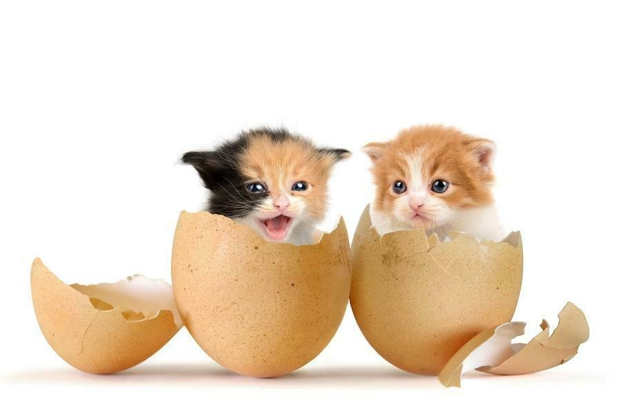 two-kittens-hatched-in-eggshells