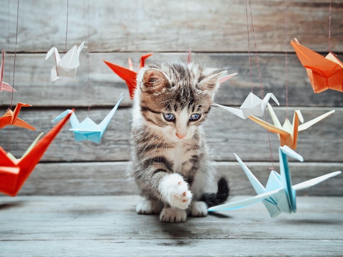 kitten-playing-paper-origami