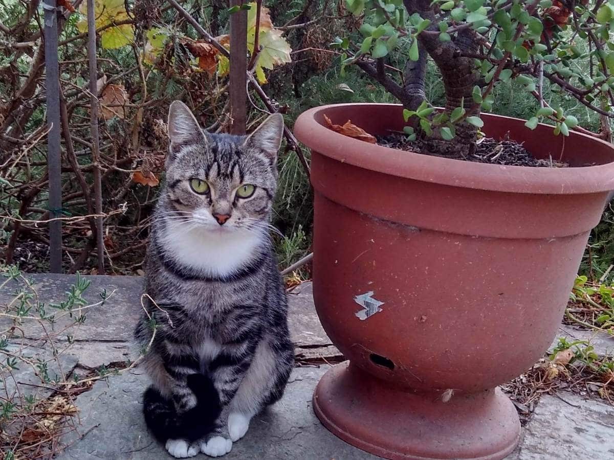 tabby-cat-next-to-potted-plant-outdoor