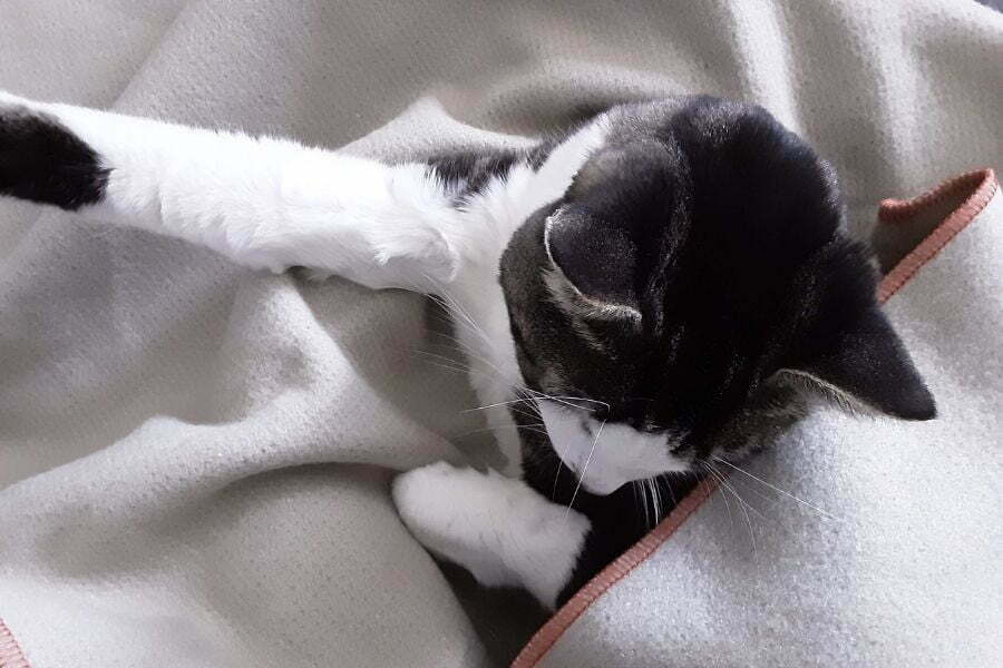 cat-wrapped-in-wool-blanket