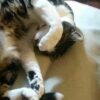 cat-lying-on-wool-blanket