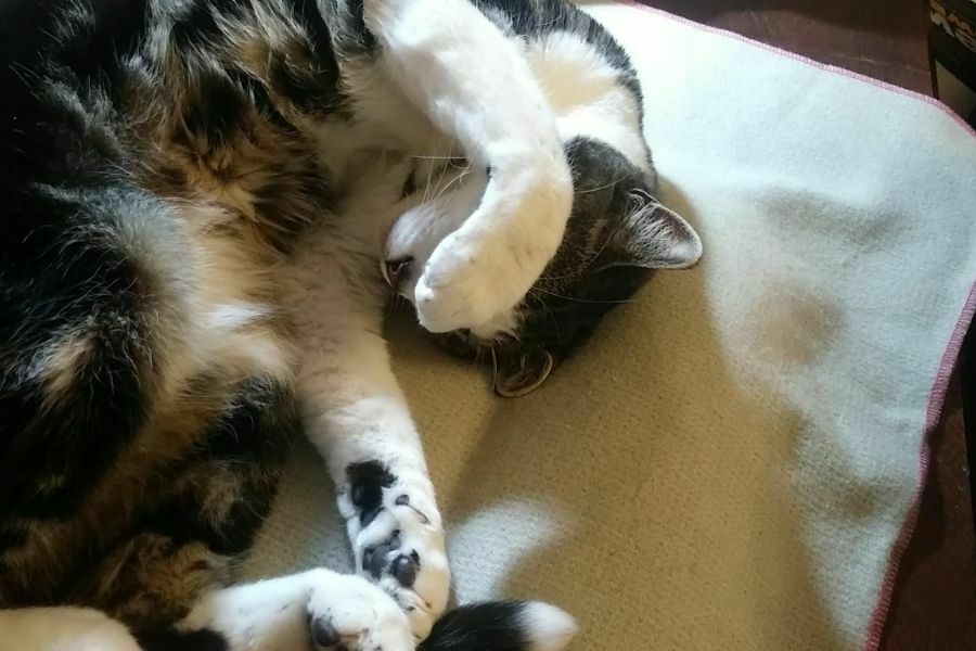 cat-lying-on-wool-blanket