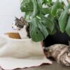 cats-woth-wool-blanket-draped-over-basket