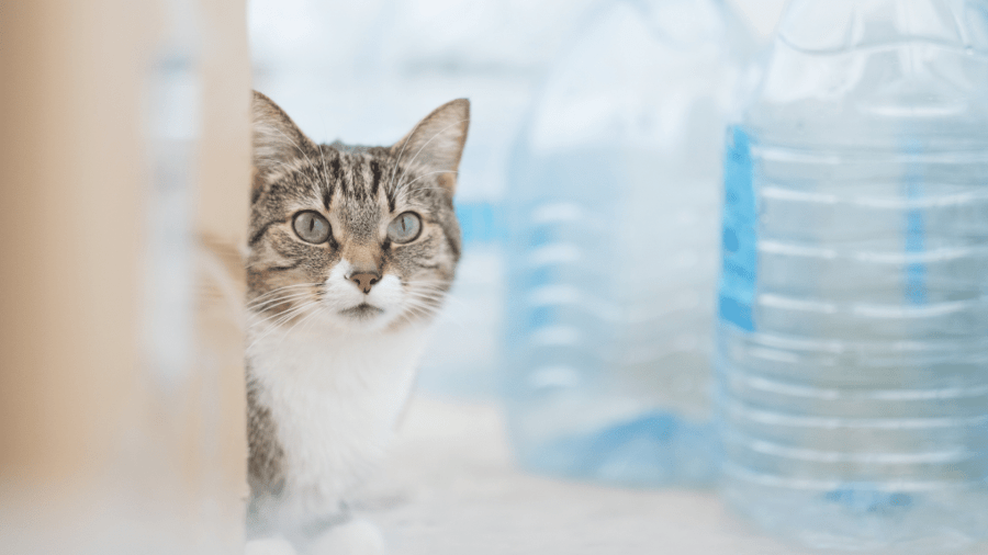 cat-with-plastic-drink-bottles