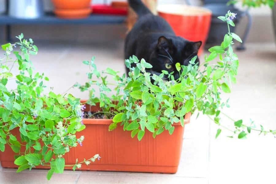 black-cat-sniffing-catnip-in-container