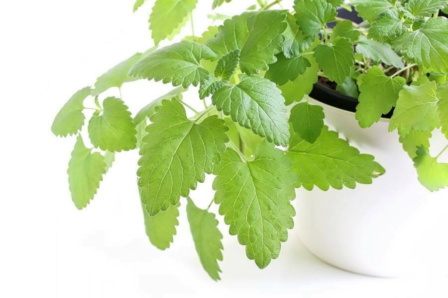 catnip-leaves-white-pot