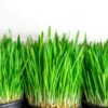 small-pots-of-wheatgrass